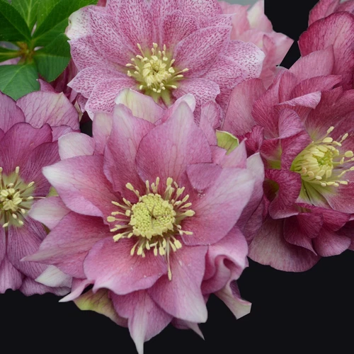 Hellebore Maid of Honor Perennial Lenten Rose Shipped trimmed