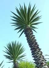 YUCCA ALOIFOLIA, rare Spanish Bayonet  agave garden Dagger Plant seed - 15 SEEDS