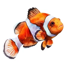 Clownfish Salt Water Ocean Stickers (4) Labels Card Gift Craft Paper Journal