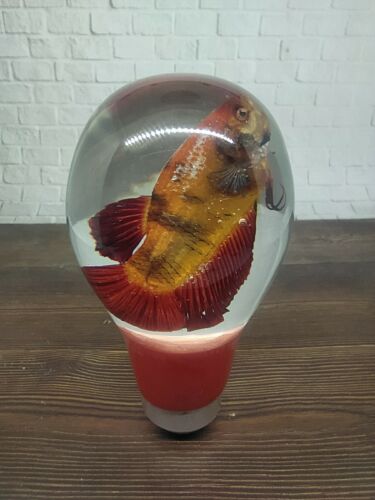 Underwater REAL Bettafish Betta Fish Gear Shift Shifter Knob Acrylic Resin_a267 - Picture 1 of 10