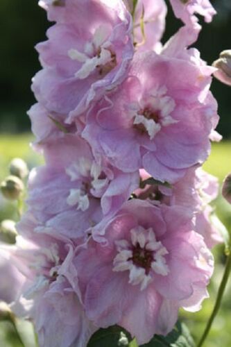 25+ Cherry Blossom Magic Fountains w/White Bee Delphinium Flower Seeds/Perennial - Picture 1 of 1