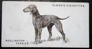 BEDLINGTON TERRIER   Vintage 1931 Illustrated Dog Card  AF15MS