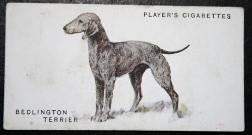BEDLINGTON TERRIER   Vintage 1931 Illustrated Dog Card  DF29MS