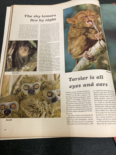 Life International Magazine THE PRIVATE LIFE OF PRIMATES 3 May 1965 vol 38 no 8 - Picture 6 of 7