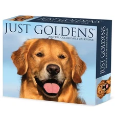 Willow Creek Press,  Just Goldens 2026 Desk Calendar, 6.18'' X 5.43'', Daily Cal