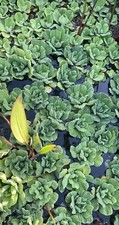 BUY2 GET1 FREE 5 Water Lettuce NOT dwarf Species Pond Plant