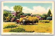 New York Long Island Greetings Loading Hay Vintage Postcard