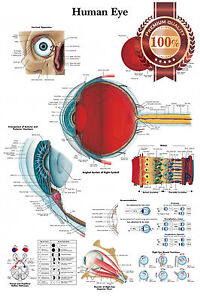 Eye Medical Chart