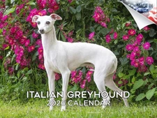Italian Greyhound Dog Breed Calendar 2026 12x18 Made in USA