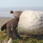 Decorative Painted Hermit Crab – Coastal Ornament by Shoeless Joe