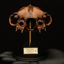 Two Headed Cat Skull Diprosopus Persian Skull Replica Oddities Curiosity