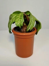 Harry Potter Screaming Mandrake With Sound RP Minis Wizarding World Plant