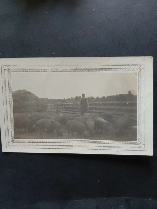 Antique RPPC Of A Pig Farmer And His Pigs