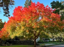 2 Chinese Pistache Seedling Bare Roots for Planting,1-2ft Tall-Dormant in Winter