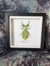 Walking Leaf Insect (Phyllium celebicum) Entomology shadow box frame 18cm