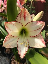 Picasso White Amaryllis Bulb   Large Bulb-USA Farm and Company