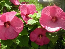 Beautiful Huge Pink Dinnerplate Hibiscus! 10 Seeds!  COMB S/H! SEE OUR STORE!