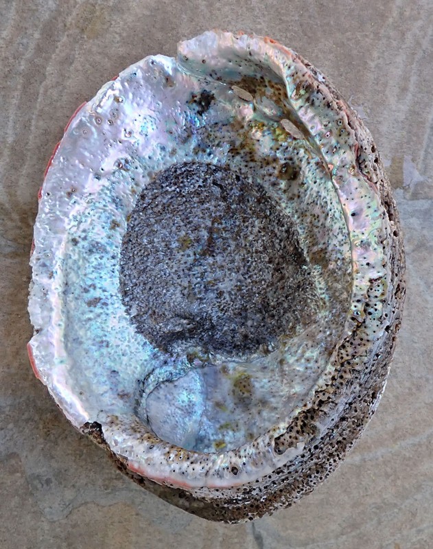 LARGE RED ABALONE MOTHER OF PEARL SEASHELL FOR DECORATIONS JEWELRY OR SMUDGING