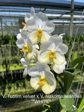 V. tubtim velvet x V. Nakornsawan bell   ￼Vanda Seedling Orchids