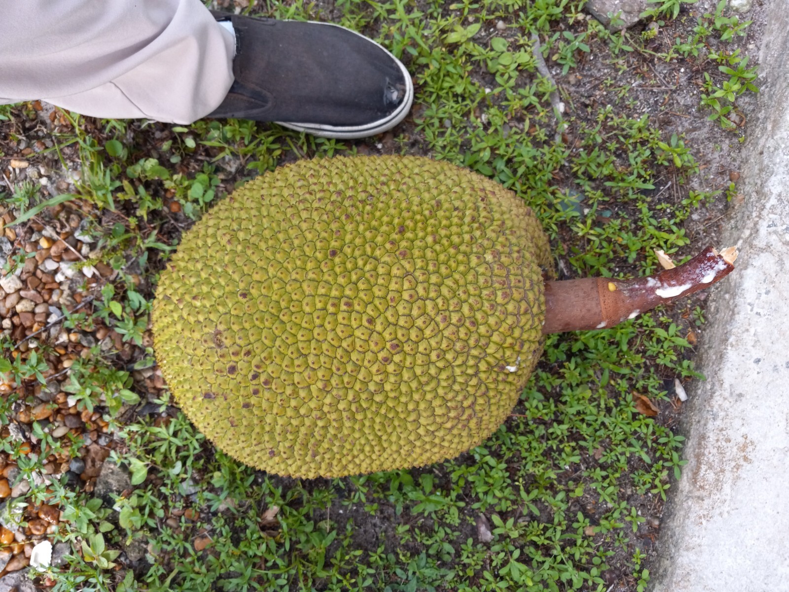Picket Fresh 1 whole fresh jackfruit just picket 22lb | eBay