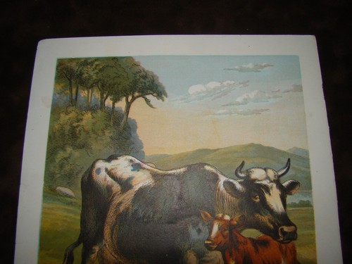 Original Antique Color Litho Book Plate Print Guernsey Milk Cow & Calf - Pasture - Picture 4 of 6