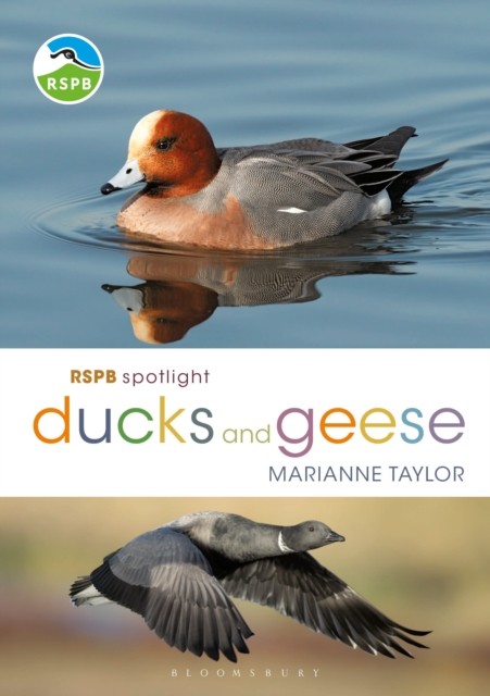 RSPB Spotlight Ducks and Geese by Marianne Taylor (Paperback Book)