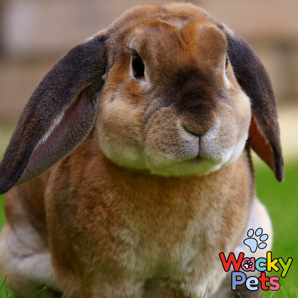 rabbit-paper-bedding-litter-supreme-animal-tea-bag-paper-bedding-5-x