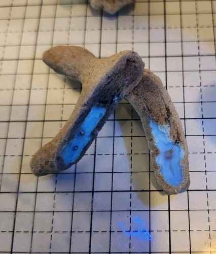 Florida Agatized Coral Fossils, 5 Pair, Chalcedony Agate Geodes #52 Fluorescent! - Picture 7 of 11