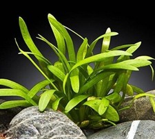 Live Aquarium Plant Dwarf Hairgrass Sagittaria Subulata Staurogyne Repens