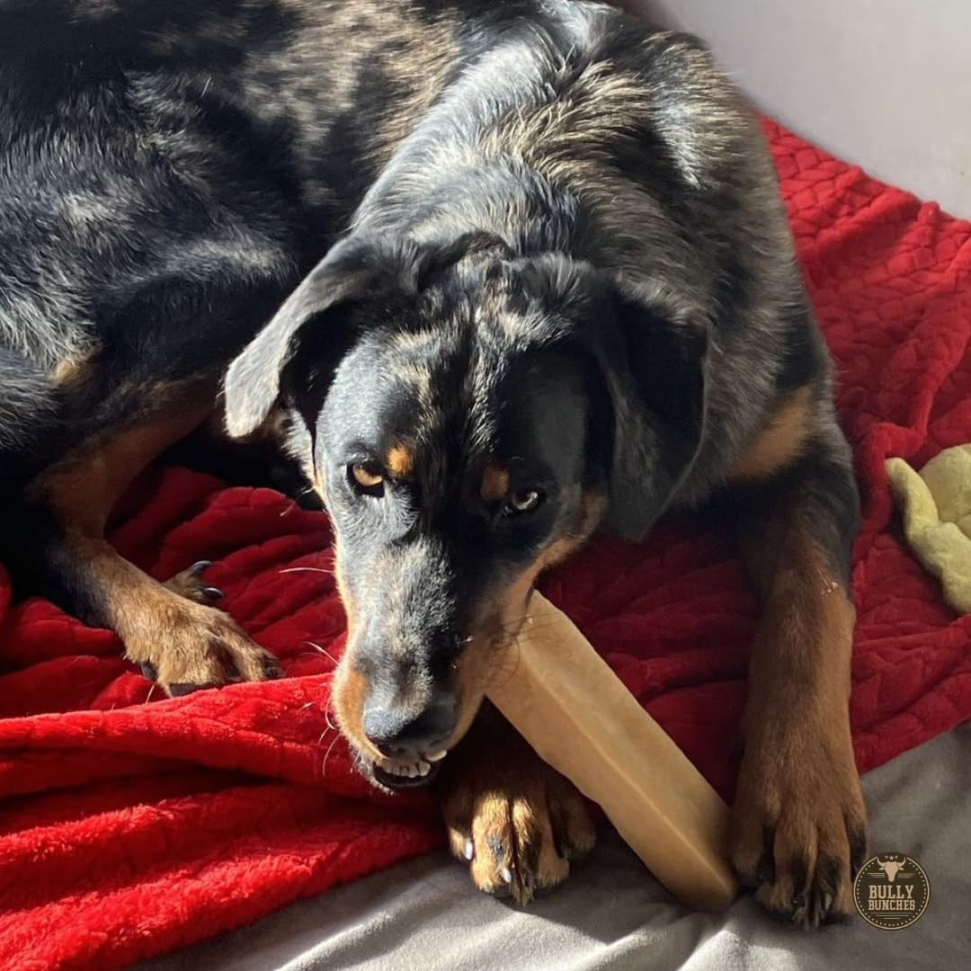 Mega Authentic Yak Cheese Himalayan Chews for Giant Dogs & Super Aggressive C...