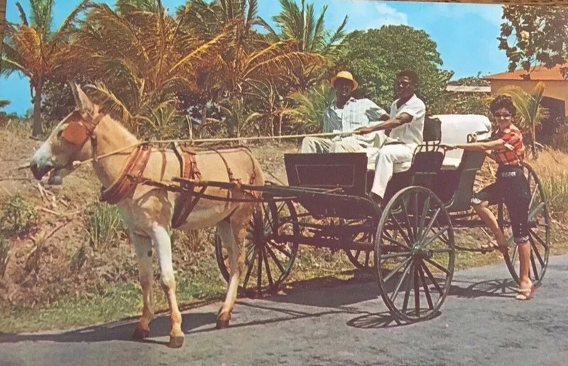 Barbados W I Old Donkey Drawn Buggy On Country Road Vintage Postcard Post Card