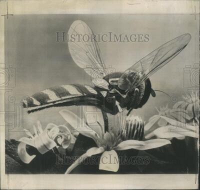 1947 Press Photo Halter Insects Drone Fly wing RRS80547