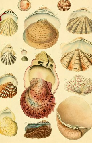 Beachcomber (Blank Lined Journal) by Bushel & Bushel & Peck Books (2021, ...