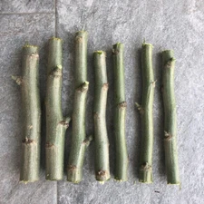 THREE ORGANIC FRESH MORINGA OLEIFERA (3) 6" CUTTINGS FREE SHIPPING!  FROM FL USA