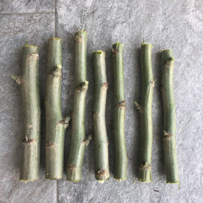 THREE ORGANIC FRESH MORINGA OLEIFERA (3) 6'' CUTTINGS FREE SHIPPING!  FROM FL USA