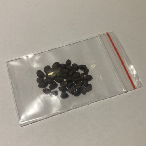Kangkong - Water Spinach, Chinese Spinach, Ung Choi, (40) Vegetable Seeds - Picture 6 of 6