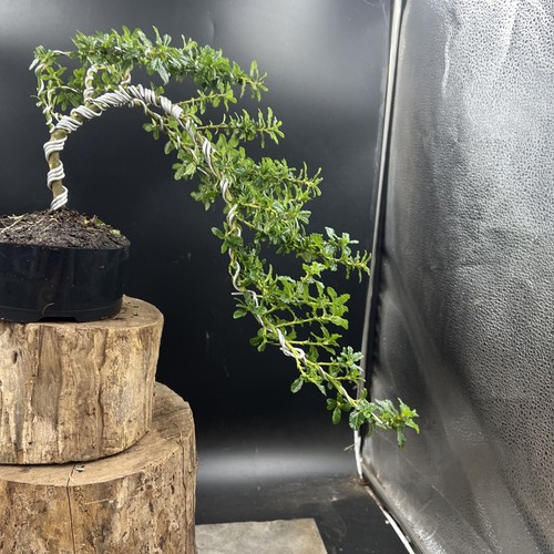 Ceanothus Blue bonsai tree - Picture 8 of 15