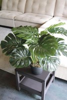 artplants KüNstlicher Philodendron Cunkyn Im Dekotopf, 55Cm