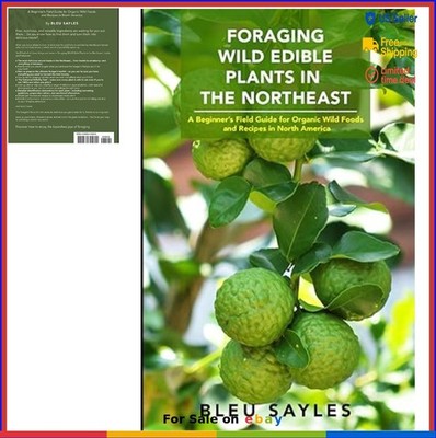 Foraging Wild Edible Plants Northeast Beginner Field Guide Organic Foods Recipes