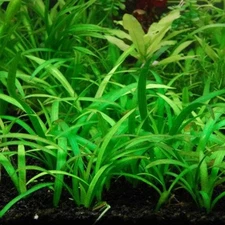 Dwarf Sagittaria (Live Aquarium Plant) 6 Count (Buy2 Get1 Free)