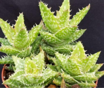 Aloe Juvenna Alligator Jaws 4" - 8" Live Rooted Plant Ornamental Succulent  | eBay