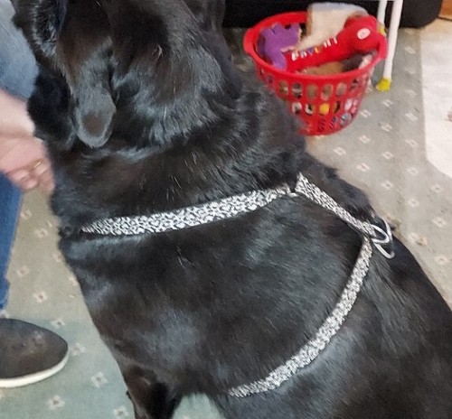 LUPINE BRAND LARGE DOG HARNESS FULLY ADJUSTABLE BLACK SILVER REFLECT HEAVY DUTY