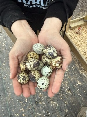 Three dozen (36) Coturnix quail hatching eggs