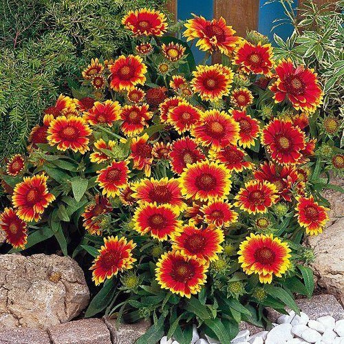 Gaillardia 'Goblin Dwarf' mehrjährige Gartensteckpflanzen 6er Pack