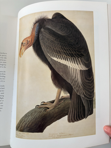 Audubon The Watercolors for The Birds of America 1993 Large Vtg. Ephemera 1st Ed - Picture 14 of 19