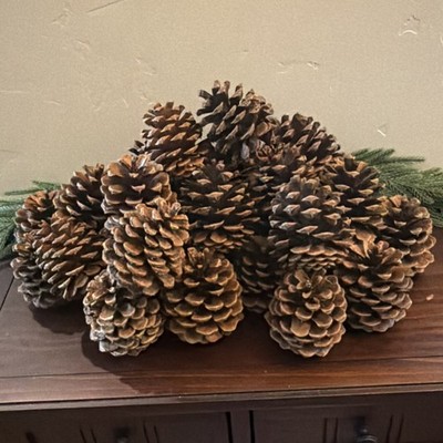 Natural Pine Cones Lot 20 for Crafts, Rustic Decor, and Crafting 3''-5''