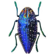 Polybothris gemma ONE REAL BLUE JEWEL BEETLE PACKAGED MADAGASCAR