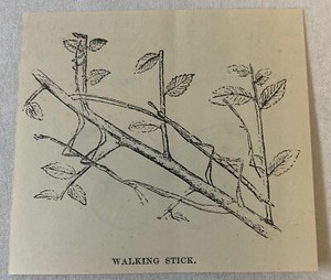 1894 small magazine engraving ~ WALKING STICK insect