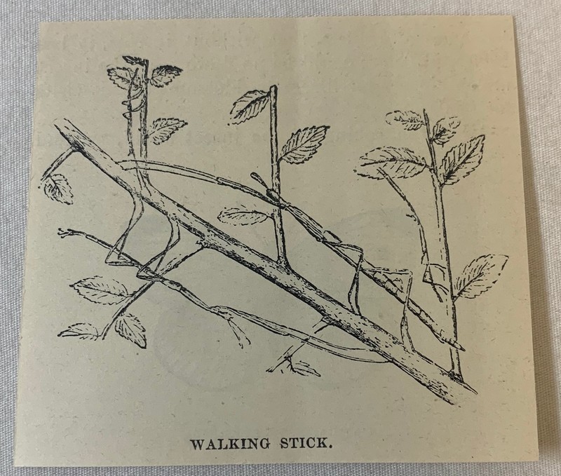1894 small magazine engraving ~ WALKING STICK insect