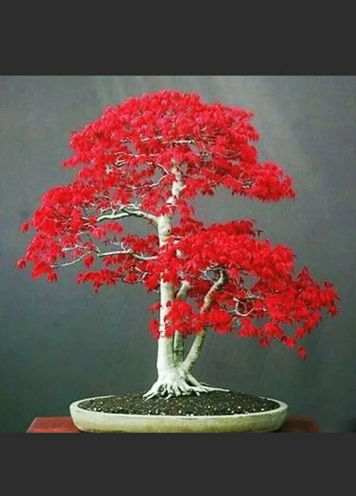 20 Seeds Japanese Red Maple Tree / & 10 seeds Pink Rose Flower